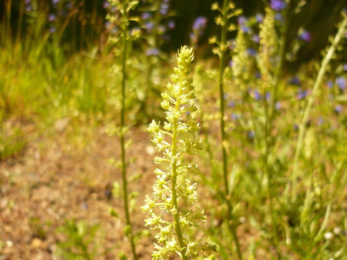 Reseda lutea subsp. lutea (Resedaceae)